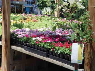 The Small Budget Gardener’s Guide to Buying Plants Image